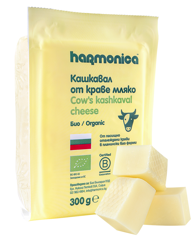 Cow Yellow Cheese